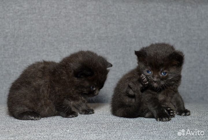 Котята Ночка и Черничка