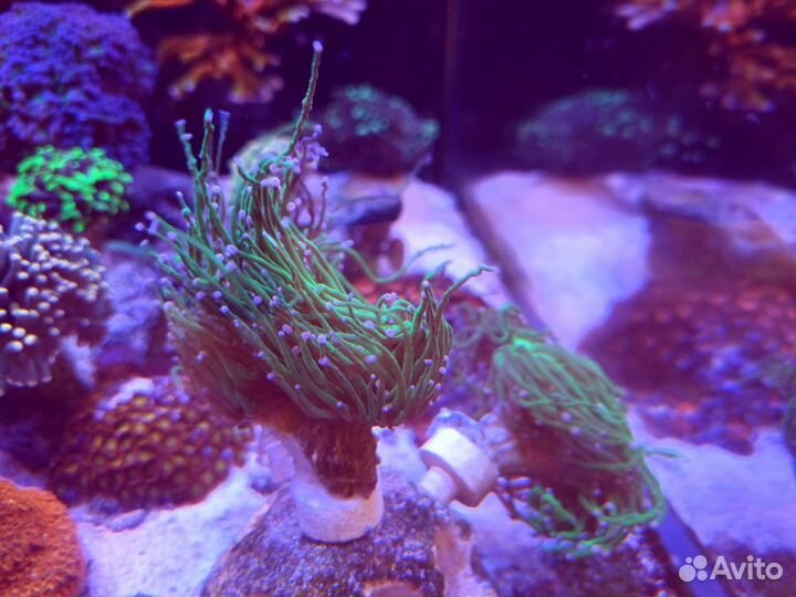 Эуфилии - морской коралл