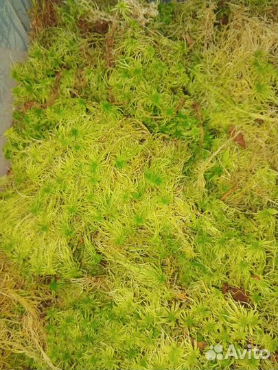 Мох сфагнум живой