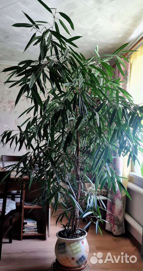 Фикус длиннолистный (Али)