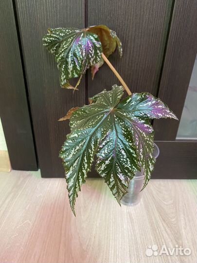 Бегонии, пеперомии