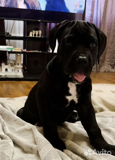 Мальчик Кане Корсо