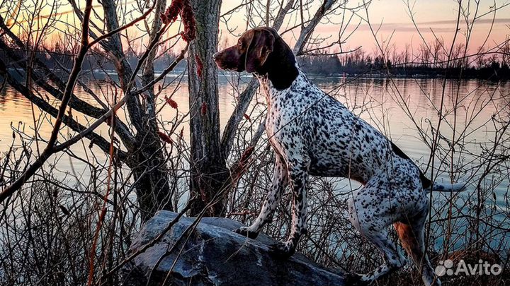 Щенки курцхаара