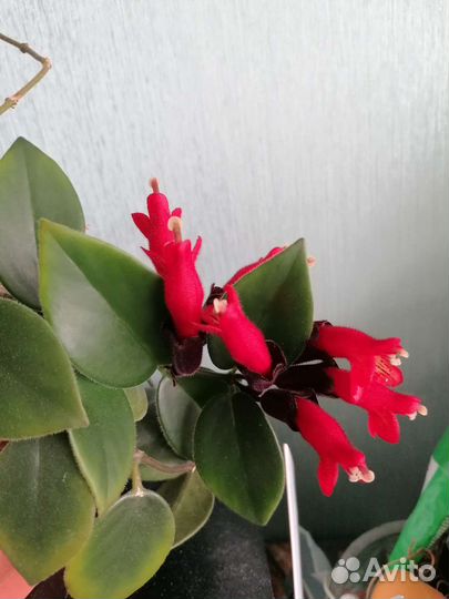 Эсхинантусы