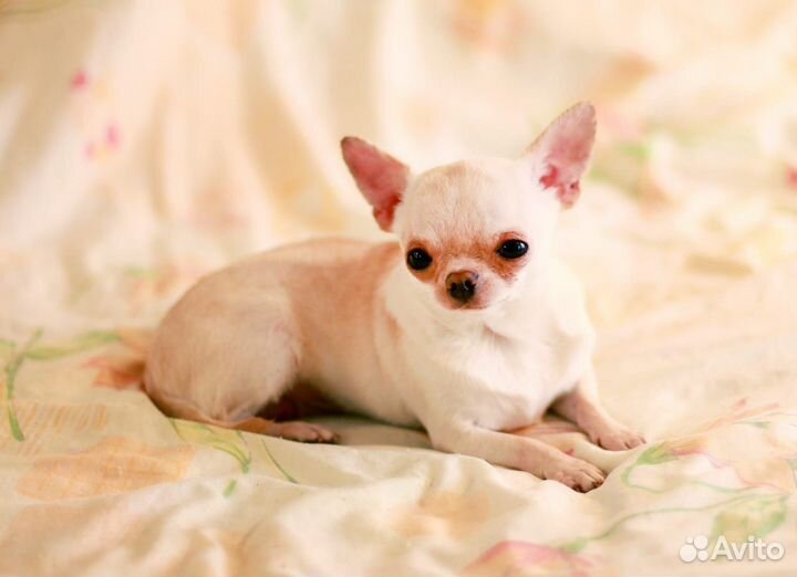 Чихуахуа мини