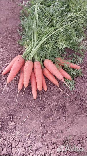 Морковь крупная