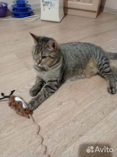 Кошки