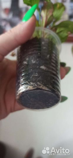 Гибискус снежная королева