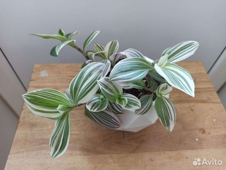 Традесканции