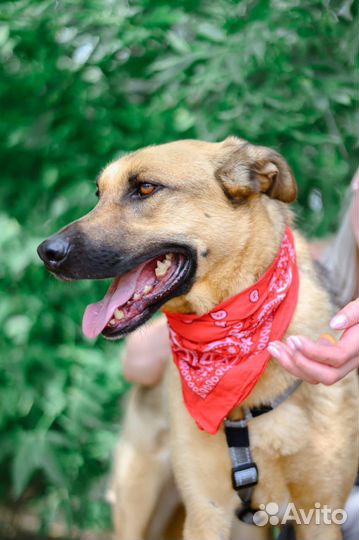 Лео ждет семью в приюте