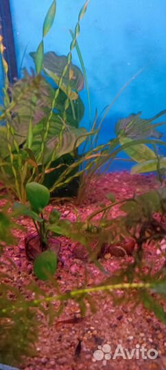 Распродаю мальков, креветки, растения, аквы