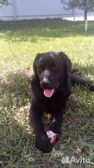 Профессиональная дрессировка собак/кинолог