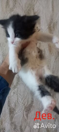 Котята бесплатно