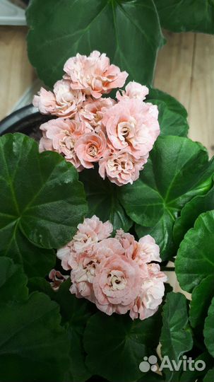 Пеларгония ирида Мамины розы