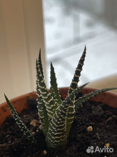 Комнатные растения