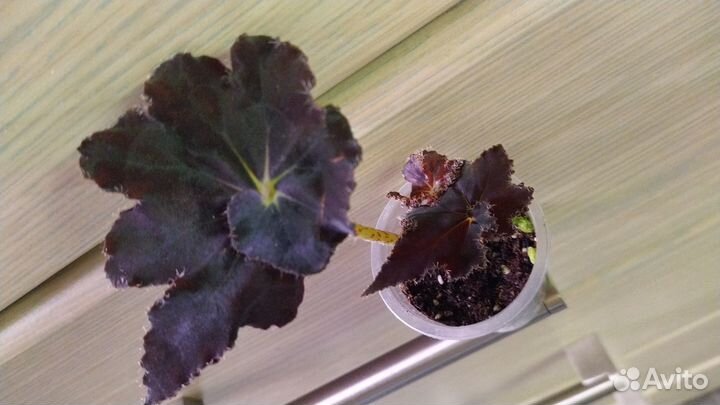 Бегония black mamba