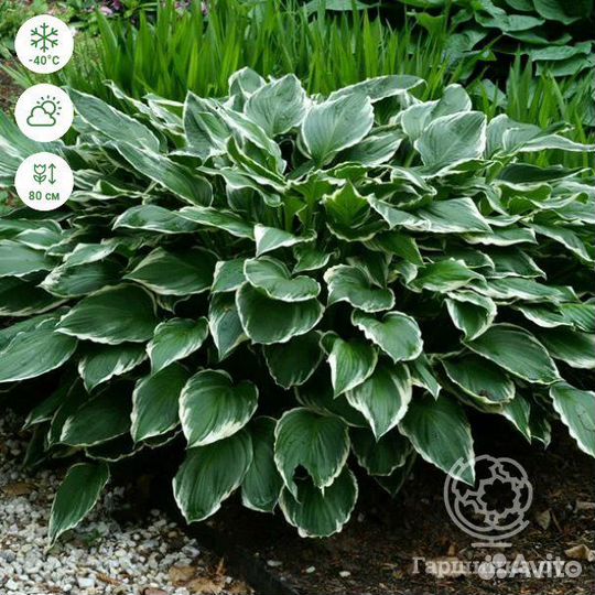 Цветы многолетки