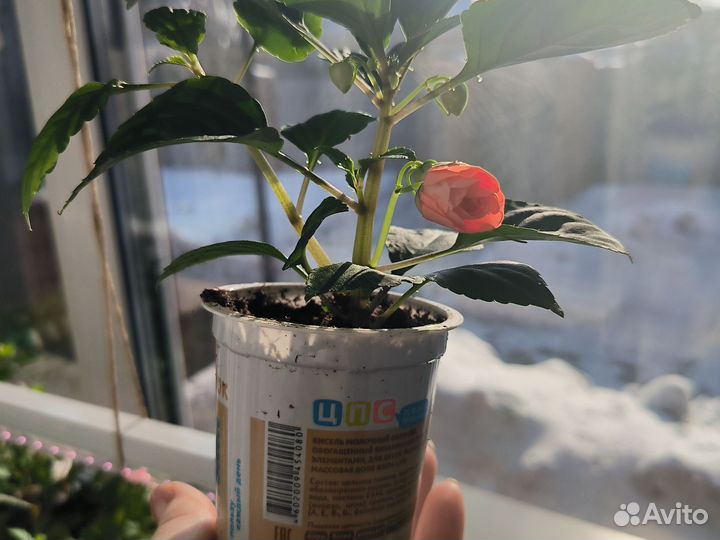 Бальзамин оранжевый, махровый