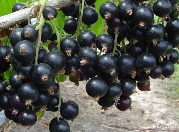 Смородина чёрная