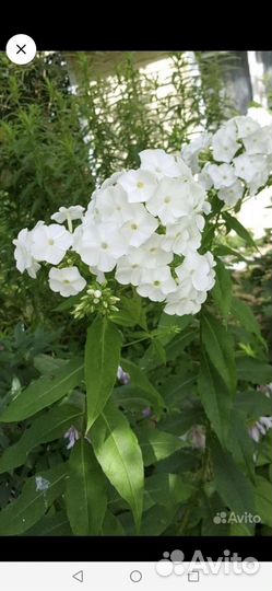 Флокс белый, крупный, цветёт долго очень