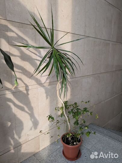 Комнатные домашние растения