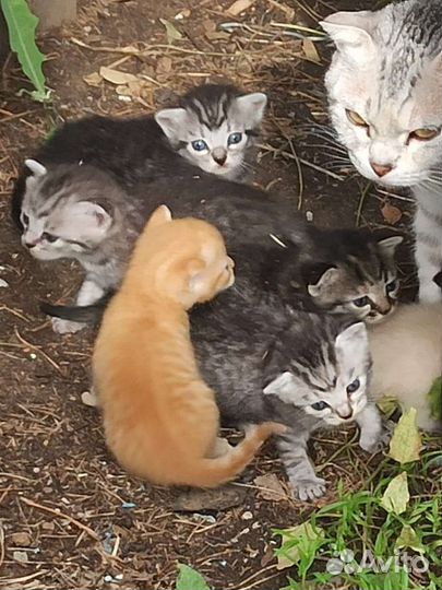Котенок