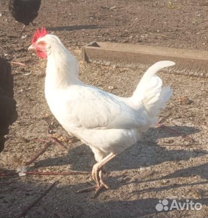 Молодые петушки