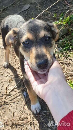 Собаки бесплатно в добрые руки