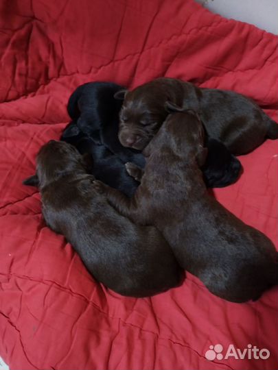 Щенки лабрадора