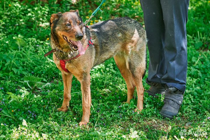 Лоре нельзя жить в приюте, ей очень нужен дом