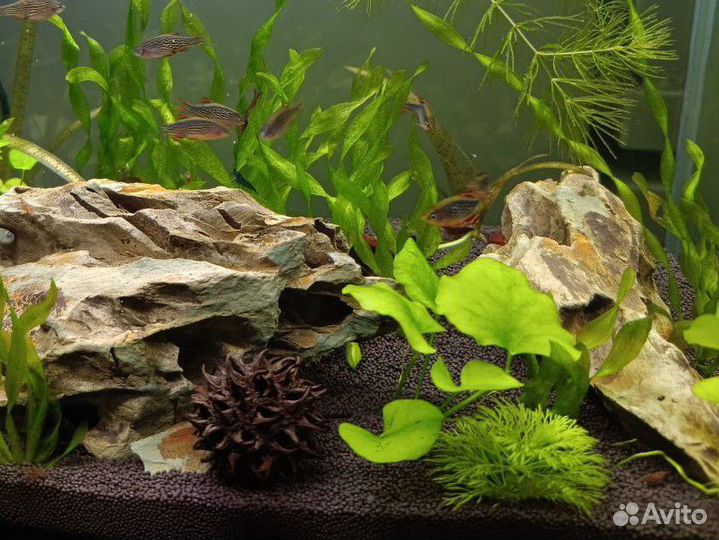 Микрорасбора галактика