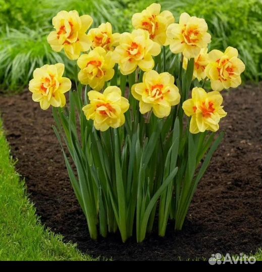 Луковицы нарциссов