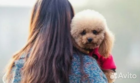 Щенки от сестры Груши пуделя той мишки