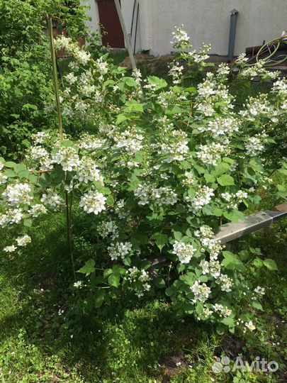 Саженцы ежевики