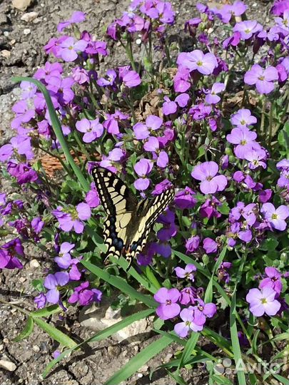 Почвопокровные растения