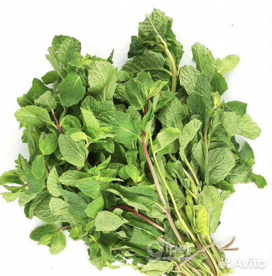 Продам мяту