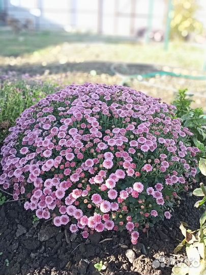 Растения для сада