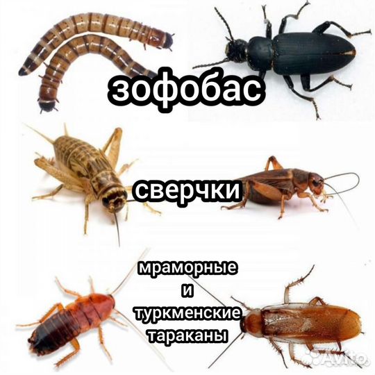 Кормовые насекомые. Сверчки. Мраморные тараканы