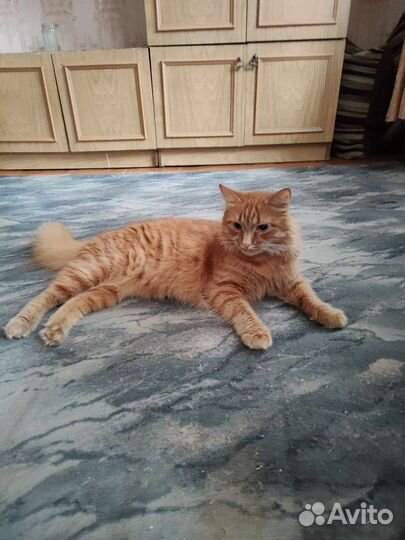 Котик Миша ищет семью