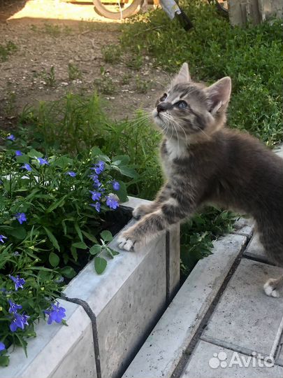 Кошечка Грея