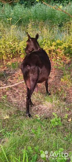 Козочка 50/50, козлята, кролики