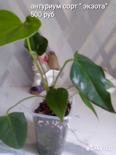 Антуриум сорта 