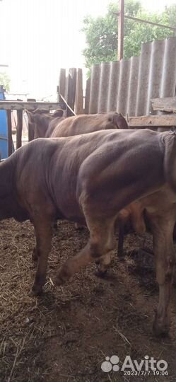 Продаются бычок и тёлочка