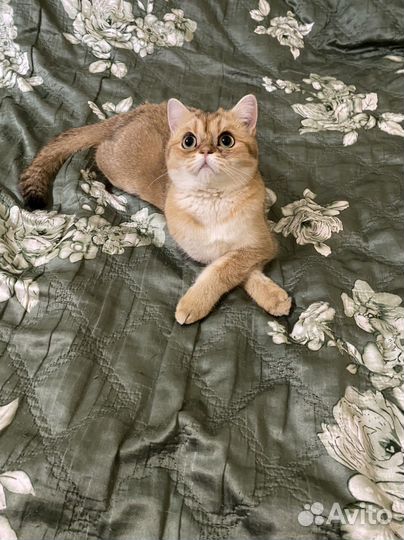 Шотландская кошка золотая шиншилла
