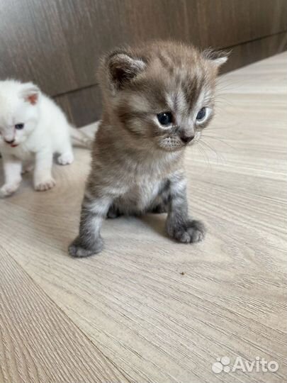 Шотландские прямоухие котята