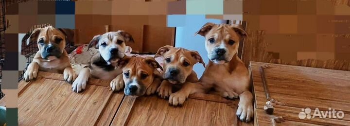 Щенки ка де бо