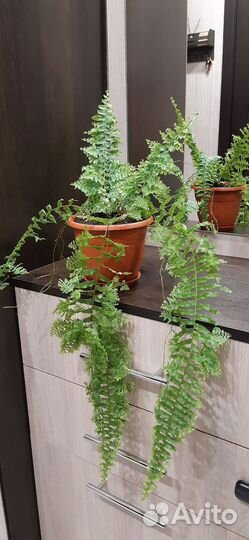 Папоротник