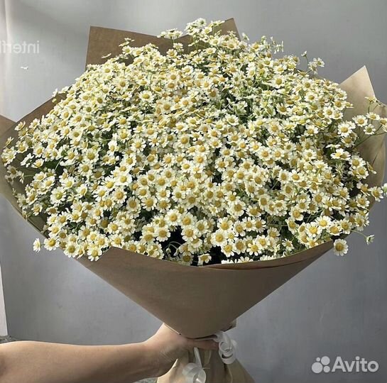 Ромашка Доставка цветов