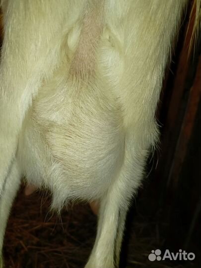 Коза дойная молочная нубийская, зааненская