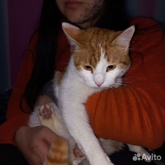 Кот мышелов в дар